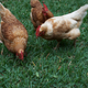 The global proliferation of chickens is being proposed as a likely fossil signature of the Anthropocene. Image: Lindsay Holmwood/Flickr